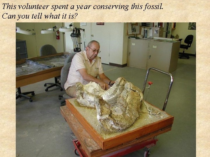 This volunteer spent a year conserving this fossil. Can you tell what it is?