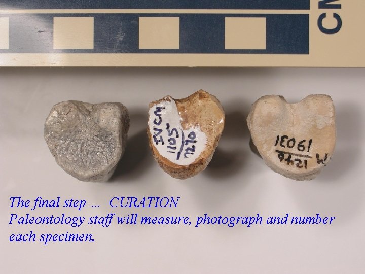 The final step … CURATION Paleontology staff will measure, photograph and number each specimen.