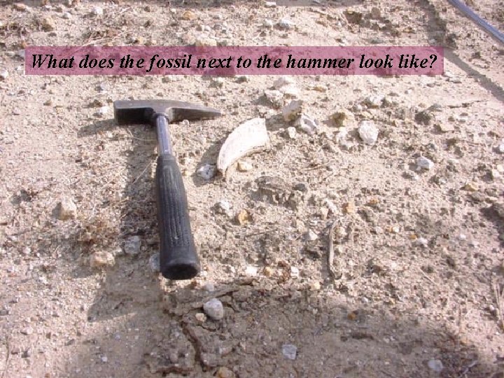 What does the fossil next to the hammer look like? 