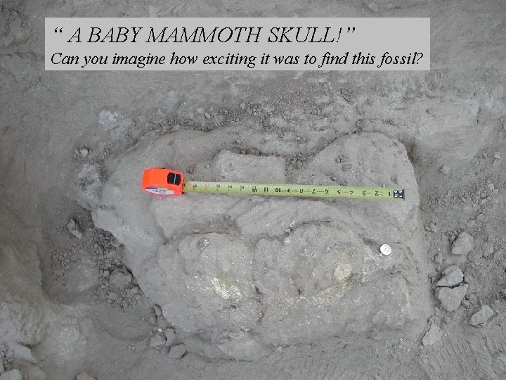 “ A BABY MAMMOTH SKULL!” Can you imagine how exciting it was to find