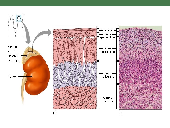 Capsule Zona glomerulosa Adrenal gland Zona fasciculata • Medulla • Cortex Zona reticularis Kidney