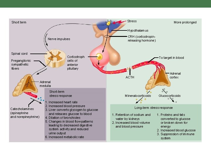 Stress Short term More prolonged Hypothalamus Nerve impulses Spinal cord CRH (corticotropinreleasing hormone) Corticotroph