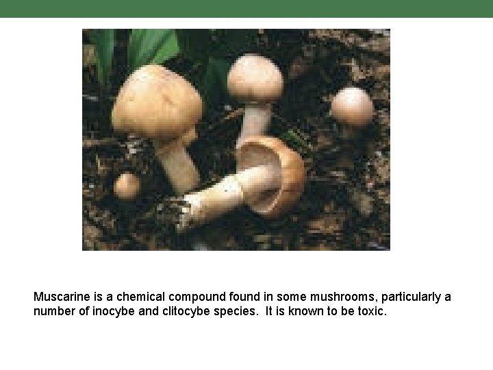 Muscarine is a chemical compound found in some mushrooms, particularly a number of inocybe