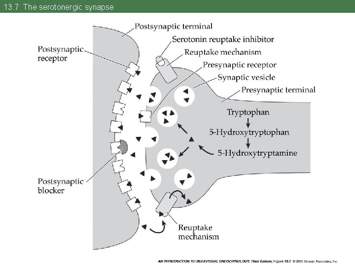 13. 7 The serotonergic synapse 