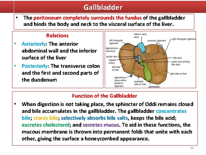Gallbladder • The peritoneum completely surrounds the fundus of the gallbladder and binds the