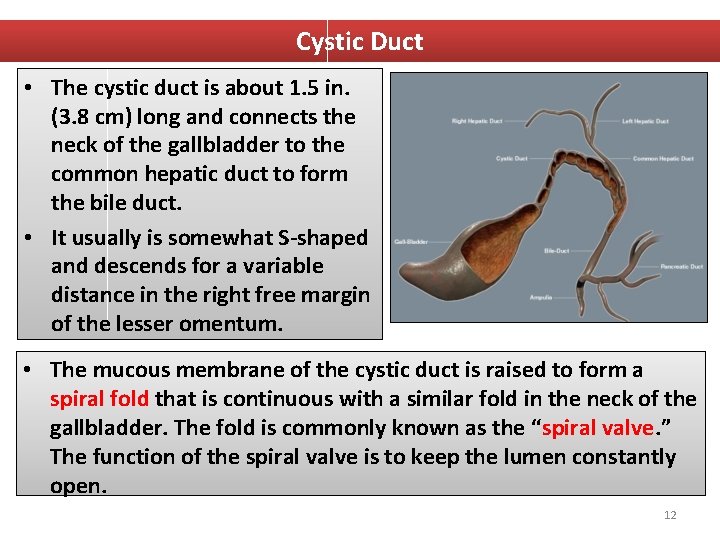 Cystic Duct • The cystic duct is about 1. 5 in. (3. 8 cm)