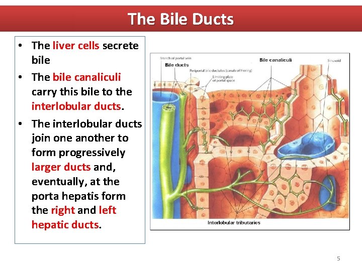 The Bile Ducts • The liver cells secrete bile • The bile canaliculi carry
