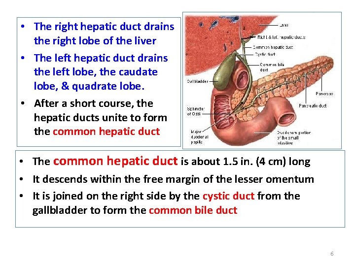  • The right hepatic duct drains the right lobe of the liver •