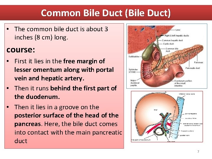 Common Bile Duct (Bile Duct) • The common bile duct is about 3 inches