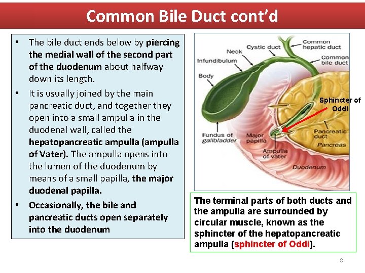 Common Bile Duct cont’d • The bile duct ends below by piercing the medial