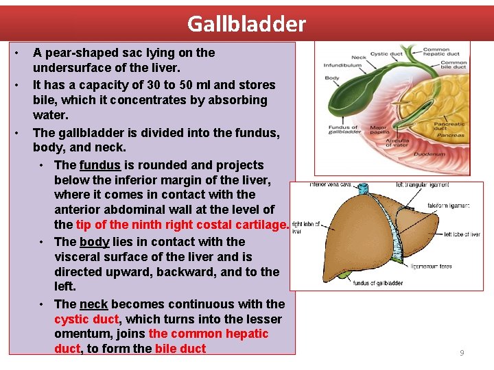Gallbladder • • • A pear-shaped sac lying on the undersurface of the liver.