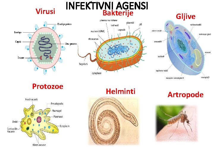 Virusi Protozoe INFEKTIVNI AGENSI Bakterije Helminti Gljive Artropode 