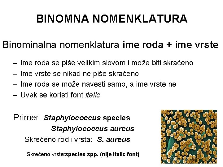 BINOMNA NOMENKLATURA Binominalna nomenklatura ime roda + ime vrste – – Ime roda se