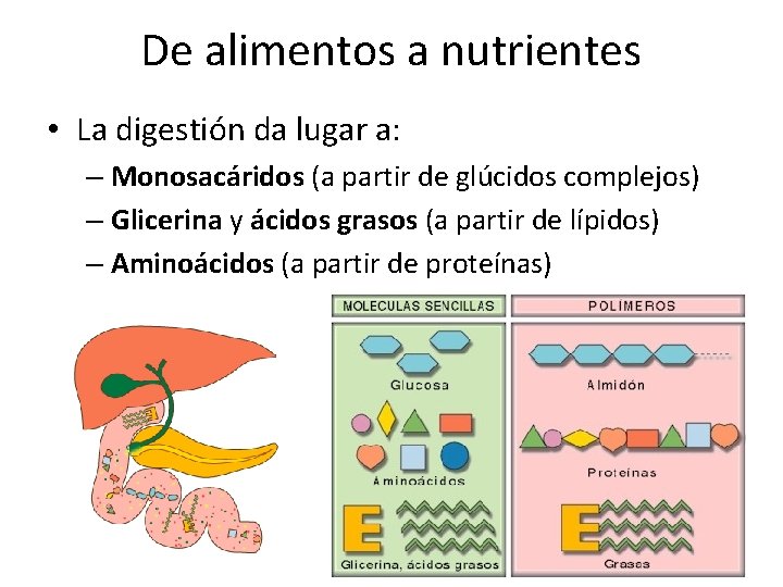De alimentos a nutrientes • La digestión da lugar a: – Monosacáridos (a partir