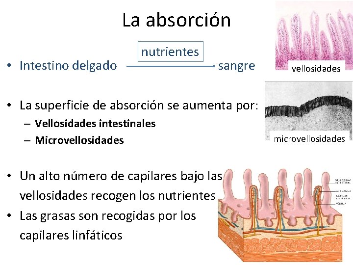 La absorción • Intestino delgado nutrientes sangre vellosidades • La superficie de absorción se