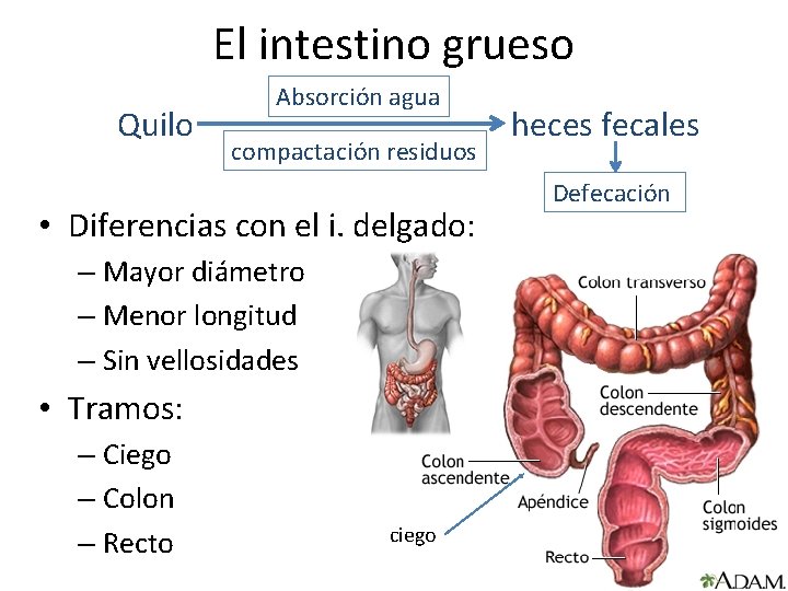 El intestino grueso Quilo Absorción agua compactación residuos • Diferencias con el i. delgado:
