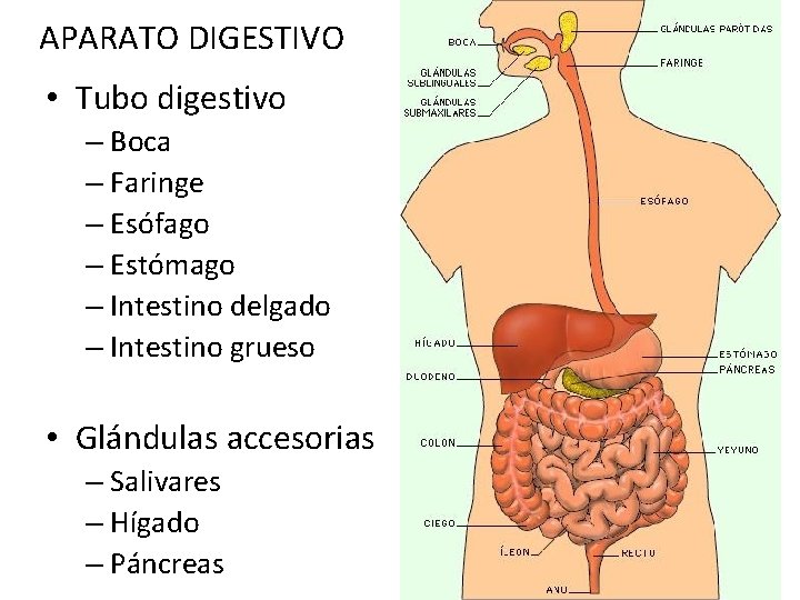 APARATO DIGESTIVO • Tubo digestivo – Boca – Faringe – Esófago – Estómago –
