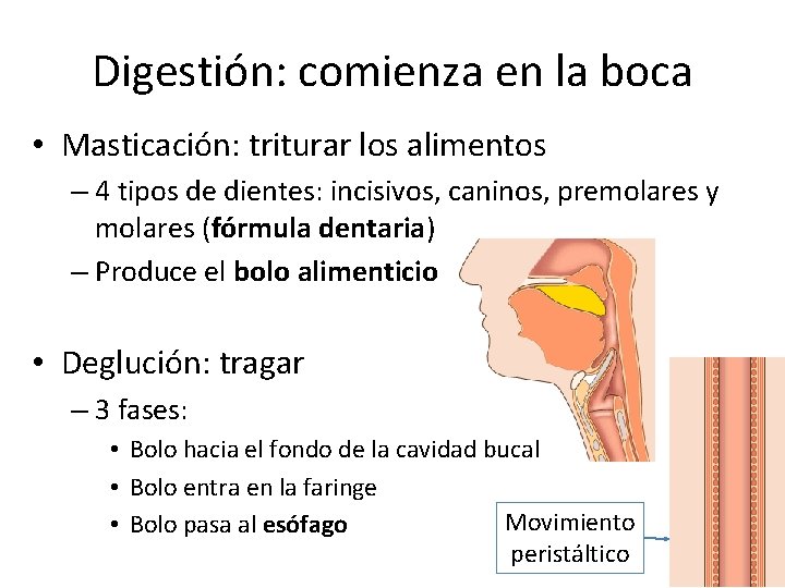 Digestión: comienza en la boca • Masticación: triturar los alimentos – 4 tipos de