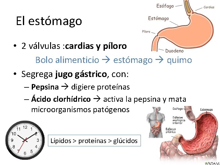 El estómago • 2 válvulas : cardias y píloro Bolo alimenticio estómago quimo •