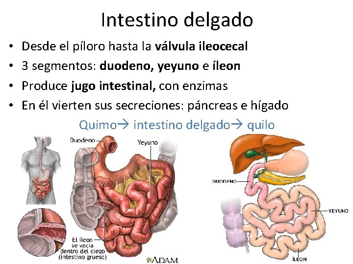 Intestino delgado • • Desde el píloro hasta la válvula ileocecal 3 segmentos: duodeno,