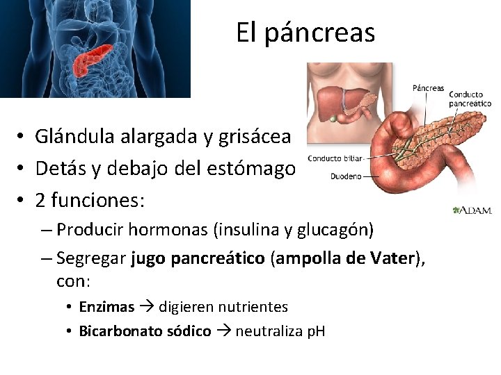 El páncreas • Glándula alargada y grisácea • Detás y debajo del estómago •