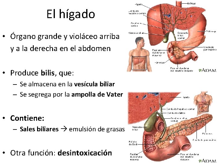 El hígado • Órgano grande y violáceo arriba y a la derecha en el
