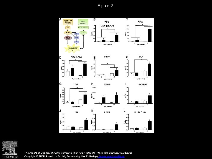 Figure 2 The American Journal of Pathology 2019 1891435 -1450 DOI: (10. 1016/j. ajpath.