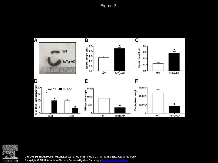 Figure 3 The American Journal of Pathology 2019 1891435 -1450 DOI: (10. 1016/j. ajpath.