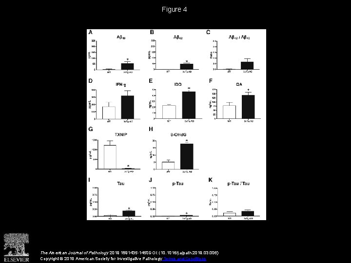 Figure 4 The American Journal of Pathology 2019 1891435 -1450 DOI: (10. 1016/j. ajpath.