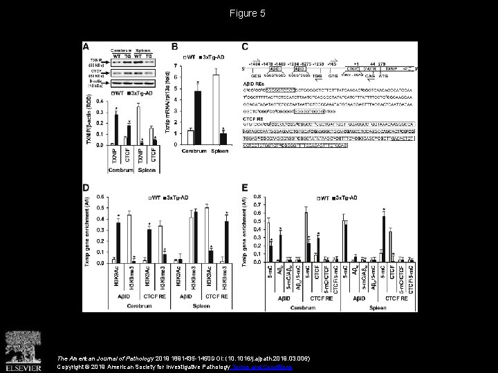 Figure 5 The American Journal of Pathology 2019 1891435 -1450 DOI: (10. 1016/j. ajpath.