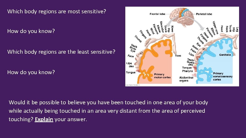 Which body regions are most sensitive? How do you know? Which body regions are
