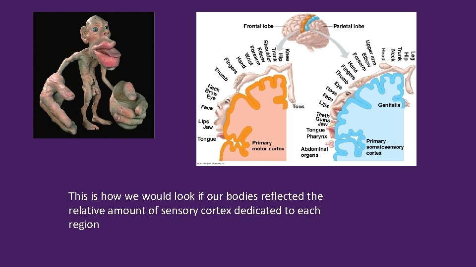 This is how we would look if our bodies reflected the relative amount of