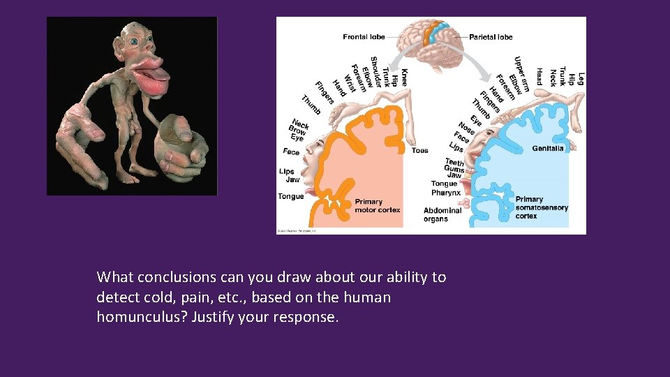 What conclusions can you draw about our ability to detect cold, pain, etc. ,