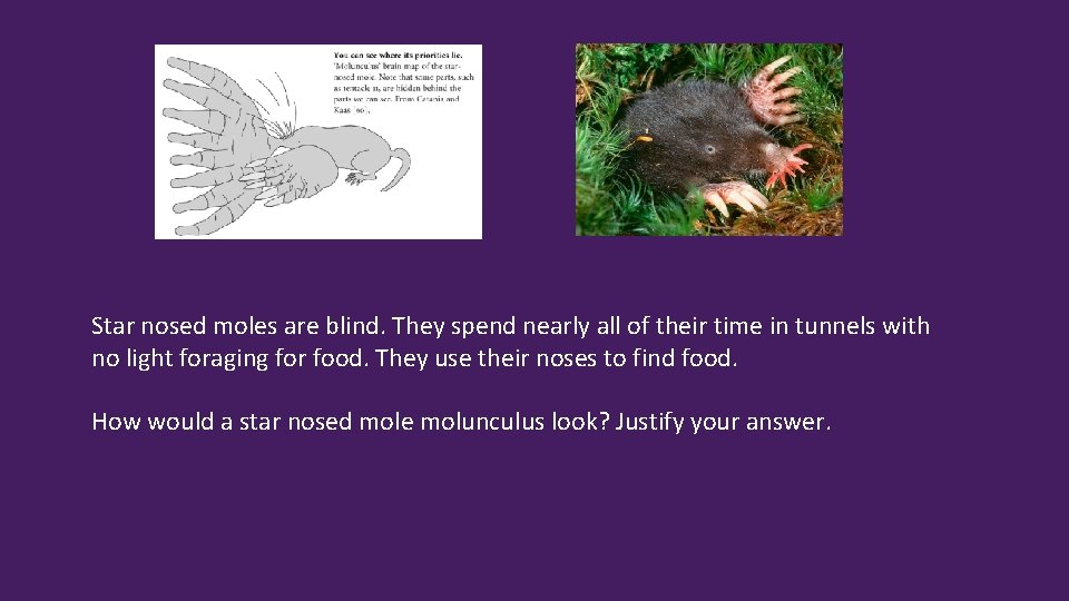 Star nosed moles are blind. They spend nearly all of their time in tunnels