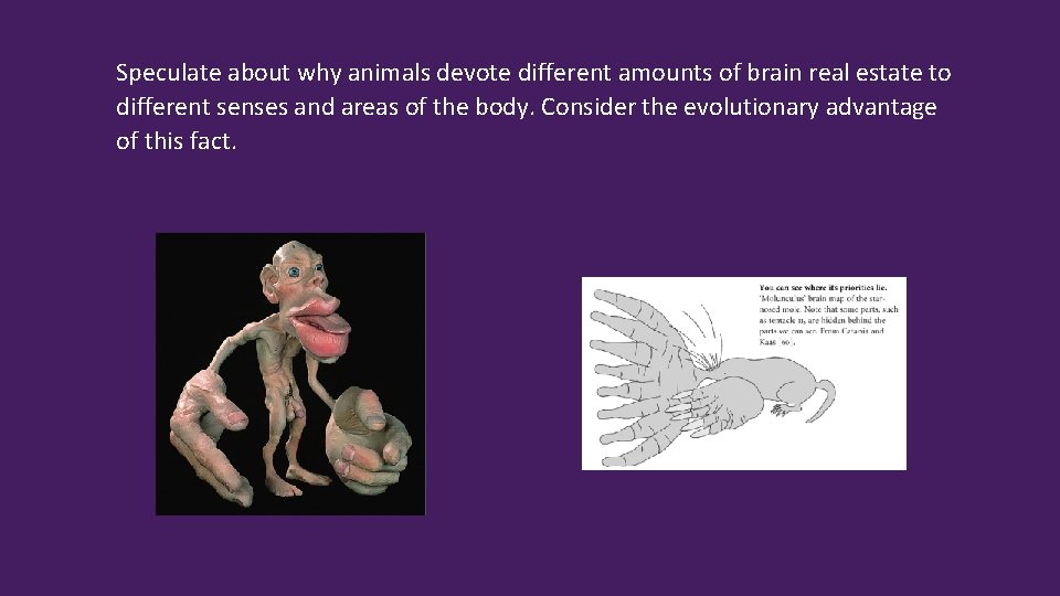 Speculate about why animals devote different amounts of brain real estate to different senses