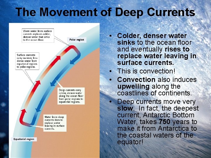The Movement of Deep Currents • Colder, denser water sinks to the ocean floor