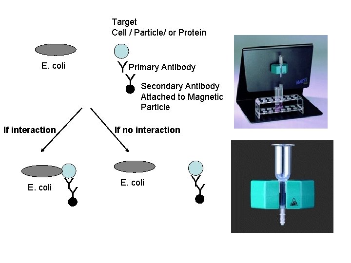 Target Cell / Particle/ or Protein E. coli Y Primary Antibody Y Secondary Antibody