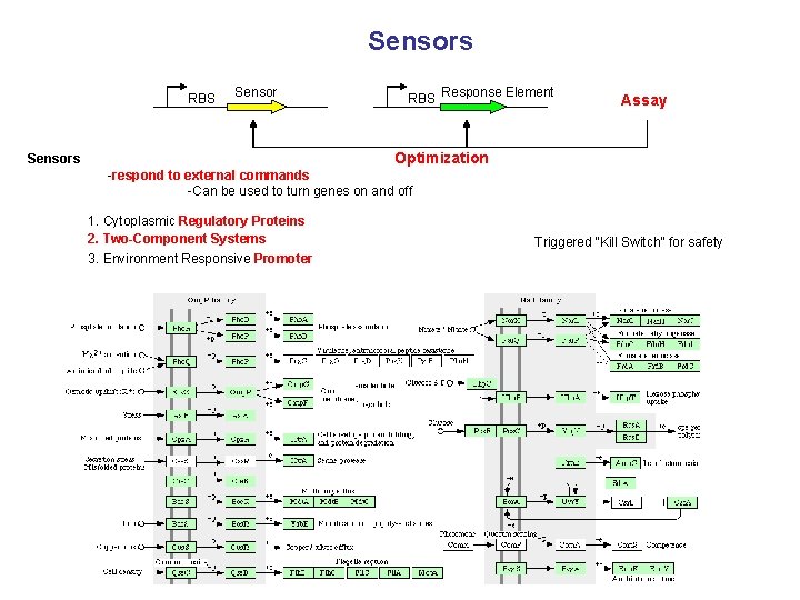 Sensors RBS Sensor RBS Response Element Assay Optimization Sensors -respond to external commands -Can