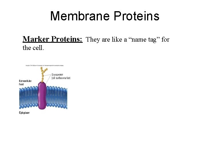 Membrane Proteins Marker Proteins: They are like a “name tag” for the cell. 