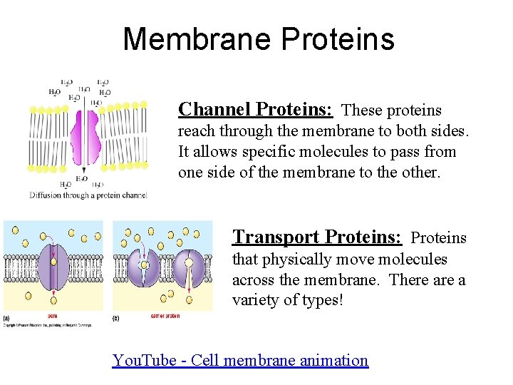 Membrane Proteins Channel Proteins: These proteins reach through the membrane to both sides. It