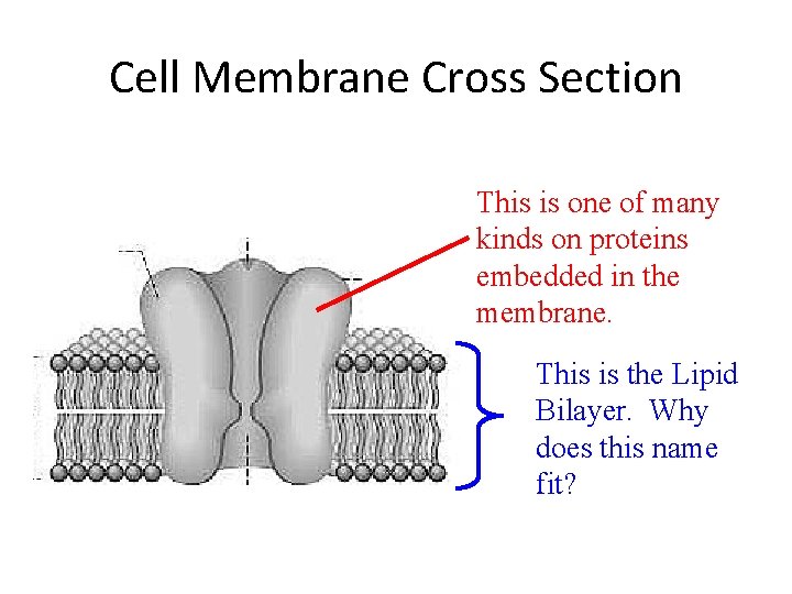 Cell Membrane Cross Section This is one of many kinds on proteins embedded in