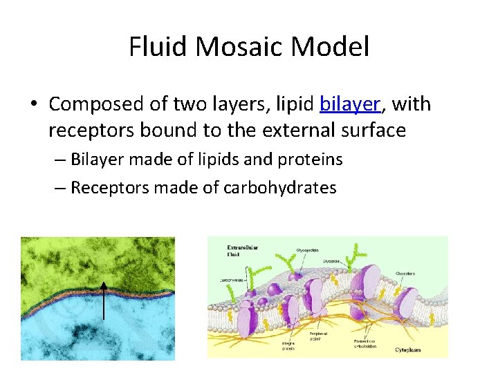 Fluid Mosaic Model • Composed of two layers, lipid bilayer, with receptors bound to