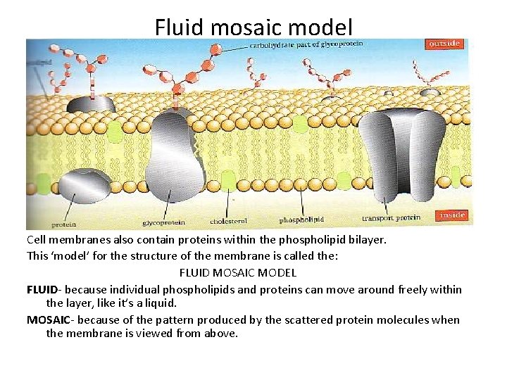 Fluid mosaic model Cell membranes also contain proteins within the phospholipid bilayer. This ‘model’