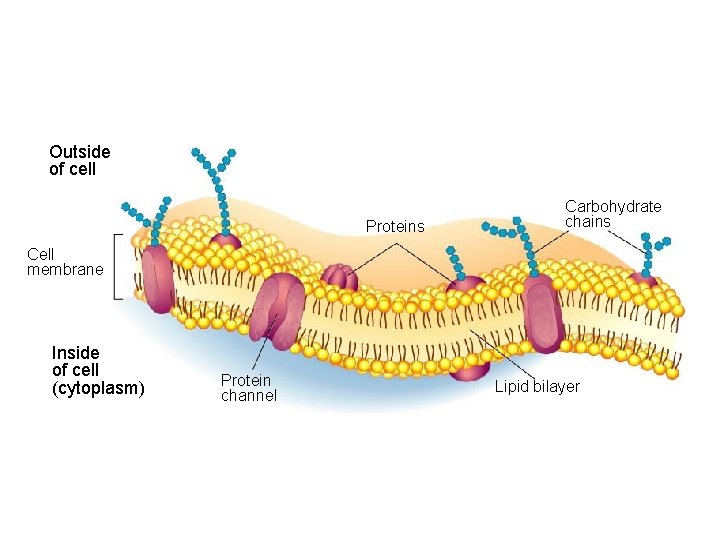 Section 7 -3 Figure 7 -15 The Structure of the Cell Membrane Outside of