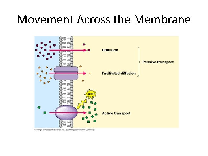 Movement Across the Membrane 