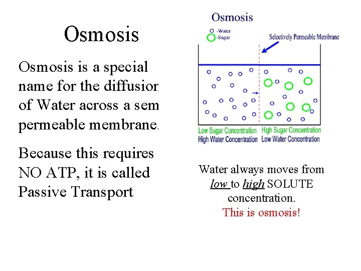 Osmosis is a special name for the diffusion of Water across a semipermeable membrane.