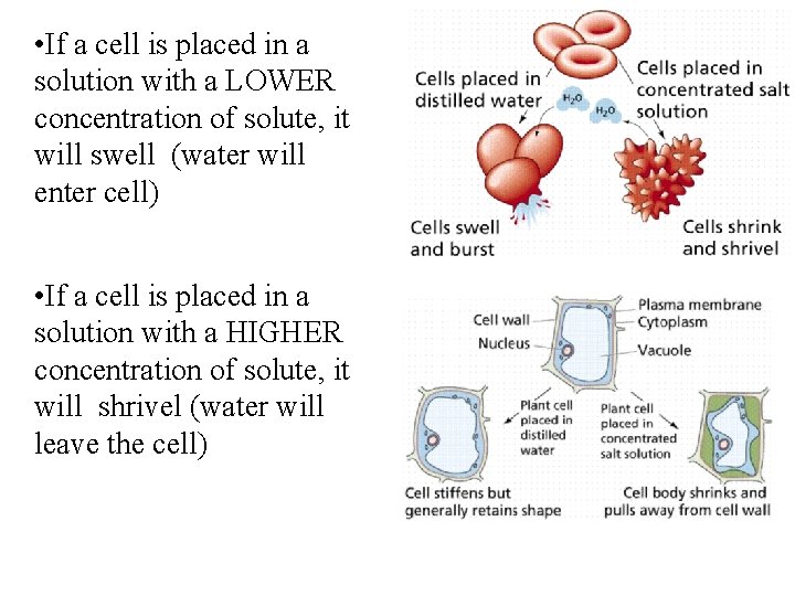  • If a cell is placed in a solution with a LOWER concentration