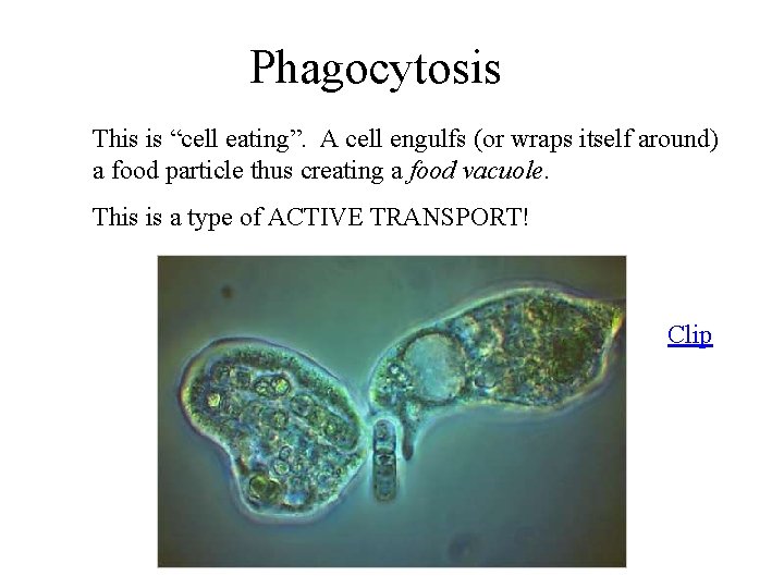 Phagocytosis This is “cell eating”. A cell engulfs (or wraps itself around) a food