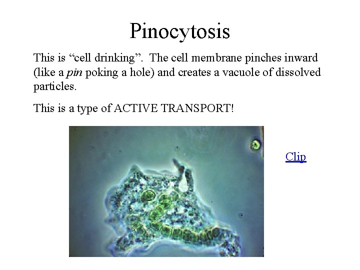 Pinocytosis This is “cell drinking”. The cell membrane pinches inward (like a pin poking
