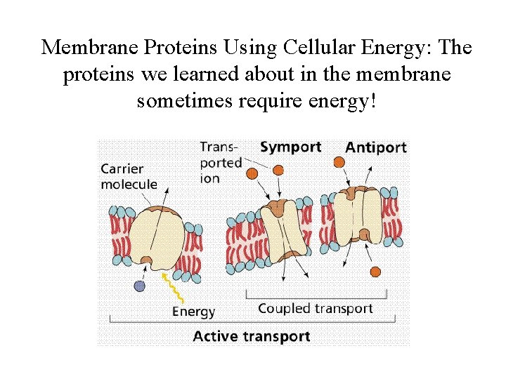 Membrane Proteins Using Cellular Energy: The proteins we learned about in the membrane sometimes